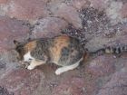 Katter och hundar