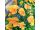 2020-06-07-13-40 Orange violets