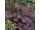 2015-08-31-20-34 Heuchera micrantha 'Palace Purple'