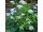 2015-08-31-20-49 Hydrangea