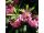 2016-06-02-16-04 Rhododendron