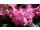 2016-06-02 Rhododendron