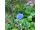 2016-07-22-00-00 Centaurea cyanus
