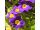 2026-05-08 Etelänkevätesikko Primula elatior