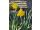 2026-05-08 Narsissi Narcissus 'Gold Touch'