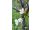 2026-05-21 Suklaakirsikka Prunus cerasus 'Chokoladnaja'