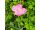 2026-05-28 Tulppaani 'Lady Rozetta'
