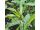 2026-06-14 Phlox paniculata 'Starfire'