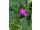 2026-06-20 Geranium sanguineum