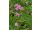 2025-09-10-16-28 'Sassy Summer Taffy' (Achillea millefolium)