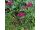 2026-06-20 'Cerise Queen' (Achillea millefolium)