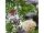 HNP27359