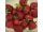 HMN26818 Strawberry