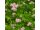 2026-07-05 Keijuangervo Spiraea japonica 'Little princess'