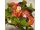 Red onion tomato