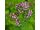 2026-07-12 Meirami Origanum