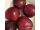 HSN26194 Prunus