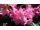 2016-06-02 Rhododendron