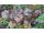 2016-06-18 Heuchera