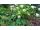2015-08-31 Hortensia