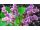 2016-06-06 Bergenia cordifolia