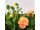 2020-05 Oranssit orvokit