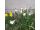2025-05-17 Narcissus 'Vit Lejon'