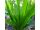 2025-06-01 Liatris spicata