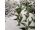 2025-05-06 Tulppaanit