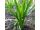 2025-06-01 Rosenstav Liatris spicata 'Floristan Weiss'
