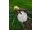 2020- 07-13 Luktpion 'Duchesse de Nemours'
