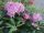 2011-06-10 Rhododendron