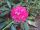 2011-06-10 Rhododendron