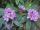 2011-06-10 Rhododendron