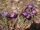 2013-05-01 Violetit krookukset