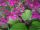 2011-06-10 Atropurpurea Phlox subulata ’Atropurpurea’