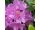 2020 Rhododendron
