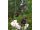 2025-05-31 Papegojtulpan 'Black Parrot'