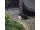 Gato do Funchal