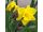 2025-04-29-09-05 Narcissus 'Gold Touch'