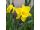2025-04-29 Narsissi - Narcissus 'Gold Touch'