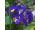 2025-05-07-13-17 Primula elatior