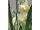 2025-05-13-09-12 Narcissus 'White Lion'