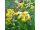 2025-05-13-09-16 'Primula veris'