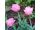 2025-05-29 Tulpan 'Lady Rozetta'