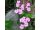 2025-06-17 Saponaria ocymoides