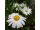 2025-06-18 Päivänkakkara Leucanthemum vulgare 'Maikönigin'