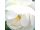 2025-06-18 Finnish White Rose