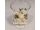 Cauliflower with herbs + Cointreau