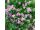 2025-07-07 Spiraea japonica 'Little princess'